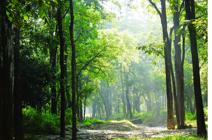 Valmiki plant diversity
