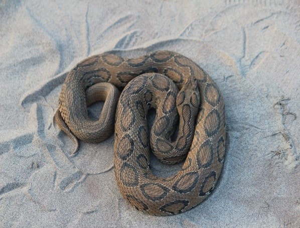 Valmiki wildlife birds