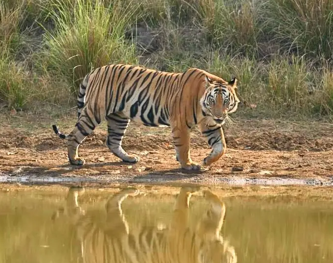 Tiger in Valmiki Tiger Reserve, Bihar