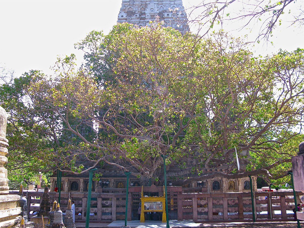 Bodhi Tree