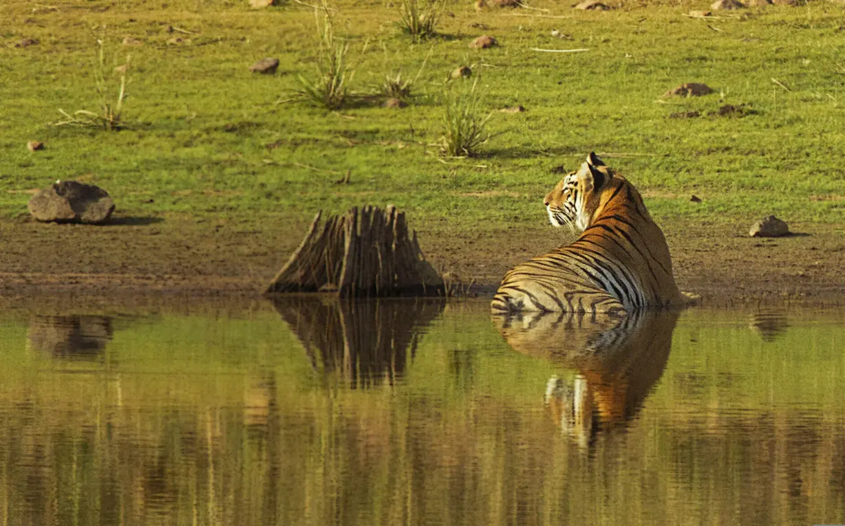 Tiger in Valmiki Tiger Reserve, Bihar