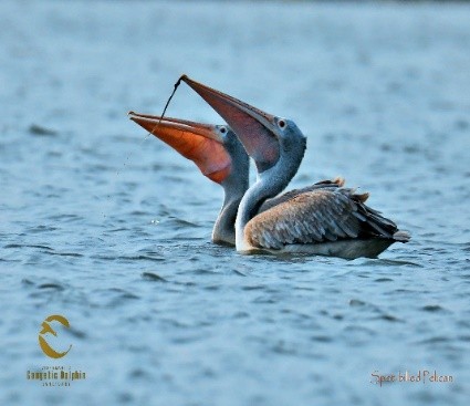 Vikramshila Dolphin Sanctuary