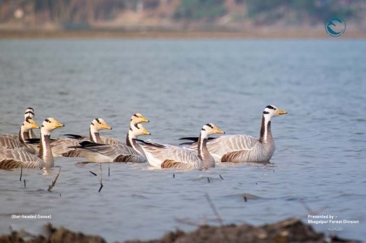 Vikramshila Dolphin Sanctuary river stretch